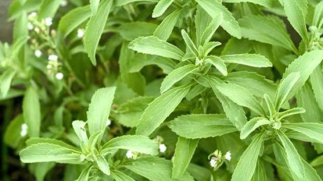 Imagen de una planta stevia rebaudiana.