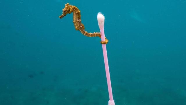 La foto que demuestra cómo estamos ensuciando el mar