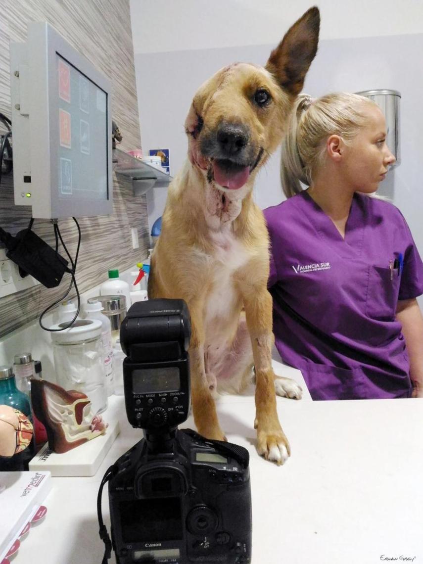 Sky, en el Hospital Veterinario Valencia Sur.