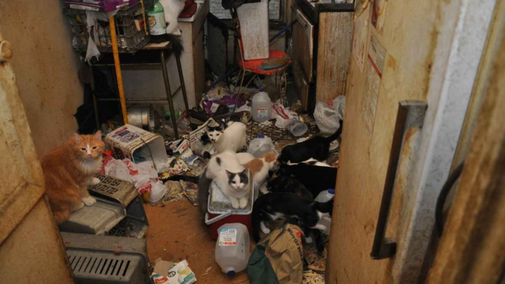 Una casa intervenida por acumulación de animales en Nueva York.