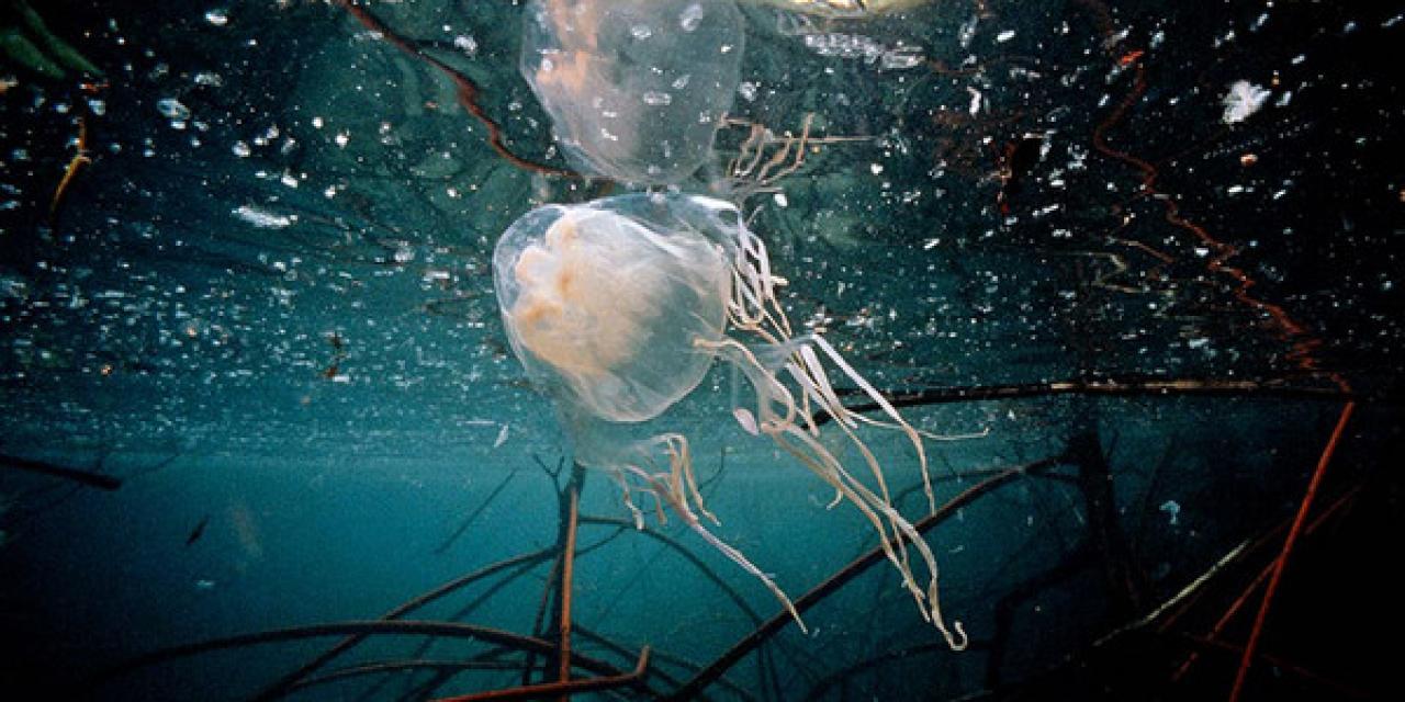 Una medusa cofre nada en el mar.