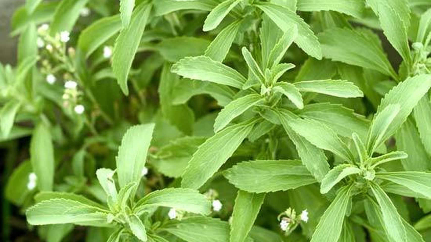 Una planta de stevia rebaudiana.
