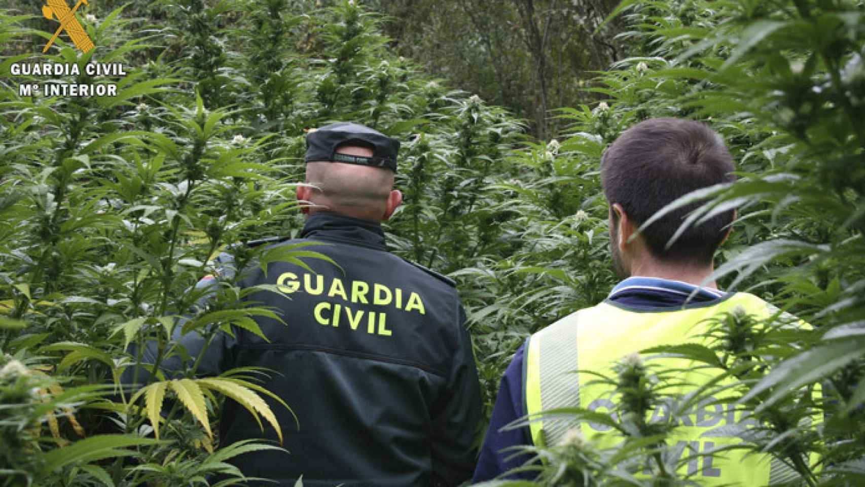 Palencia-marihuana-guardia-civil