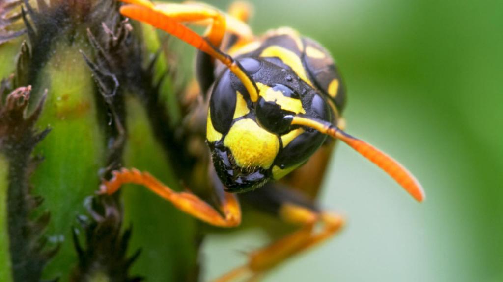 Una avispa chaqueta amarilla.