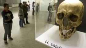 Craneo de Homo Sapiens en un museo.
