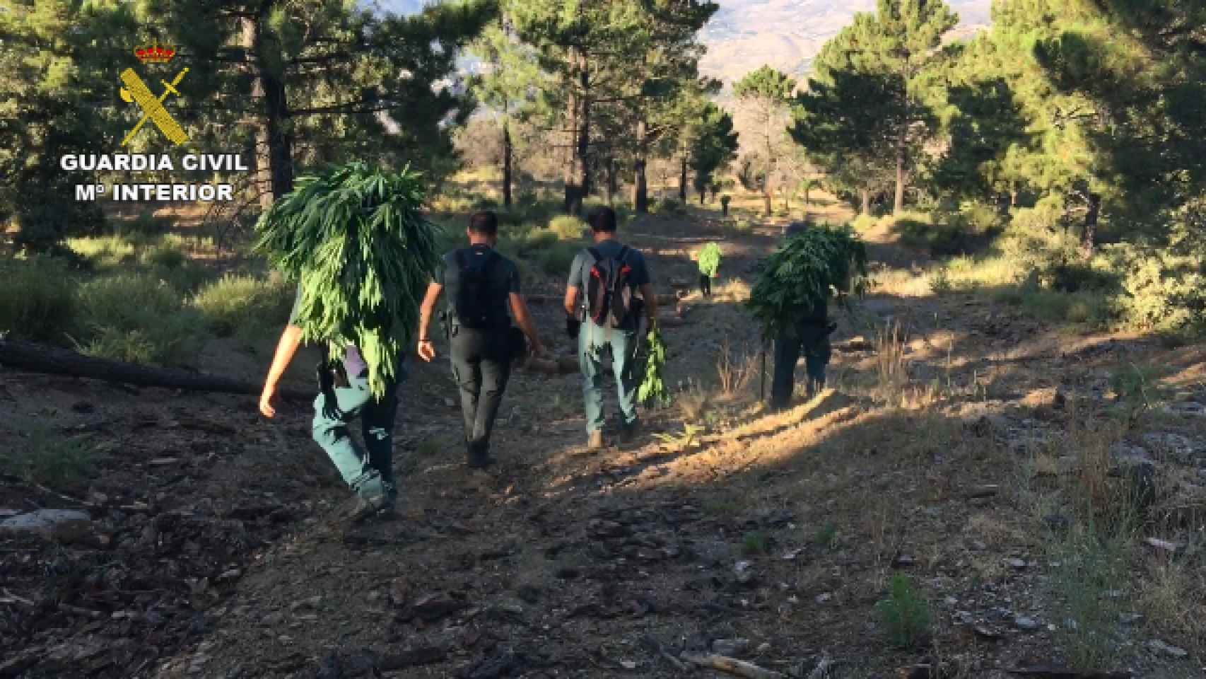 Varios agentes trasladan parte de las plantas de marihuana localizadas en la sierra de Granada.