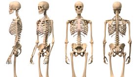 Un esqueleto humano desde varios puntos de vista.