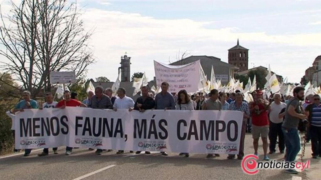 zamora fauna tabara (4)