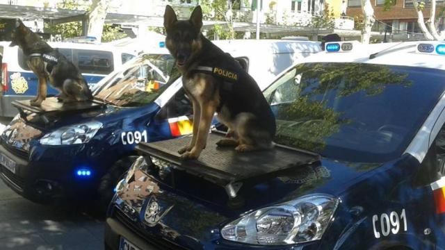 Los adoptantes de los perros ex agentes iban a explicar la labor de los canes