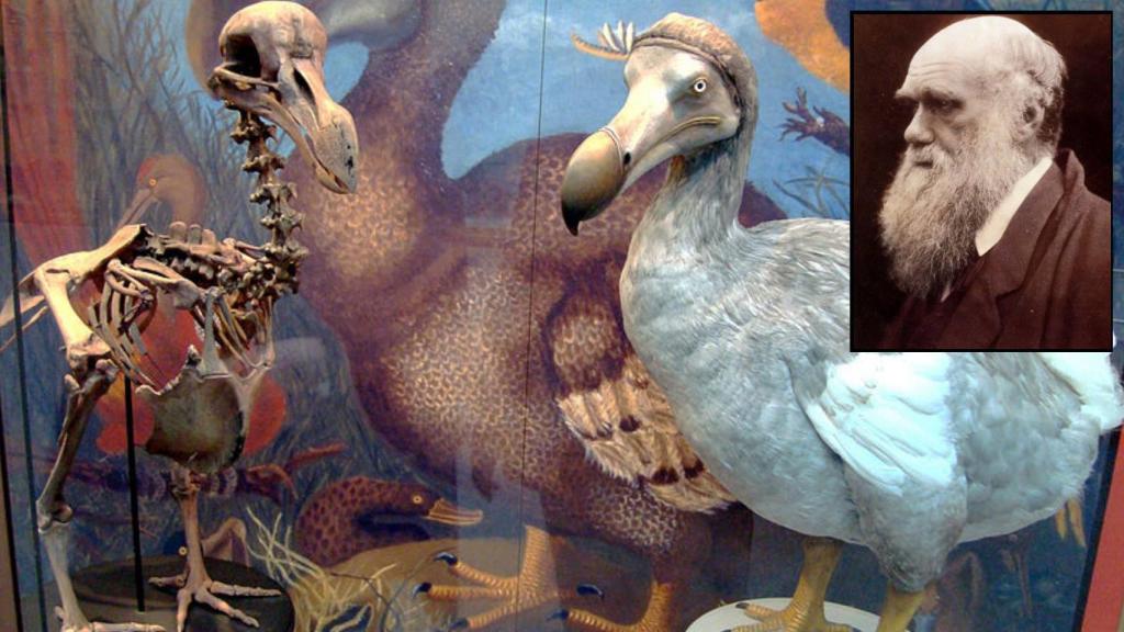 Darwin no se comió al último dodo, pero fue de los pocos que escaparon.