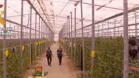 41.500 plantas de marihuana en un invernadero de Almería.