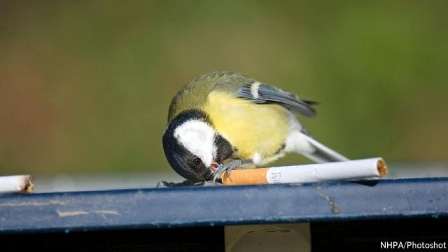 Pájaro deshilachando un cigarrillo