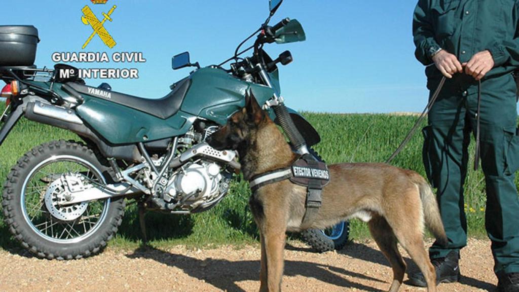 Zamora guardia civil cinolog 1. perros