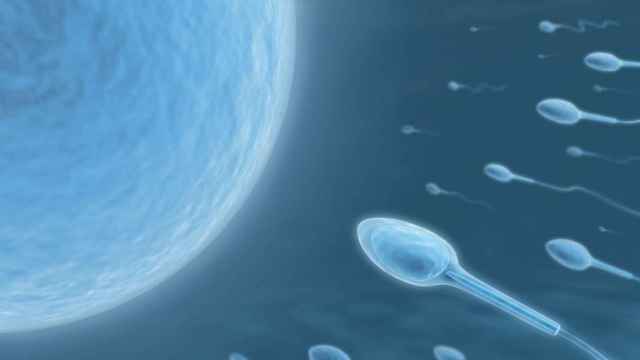 Espermatozoides hacia la concepción.