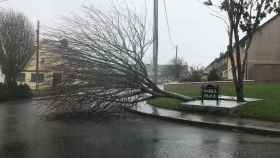 Un árbol caído en la calle de Cork.