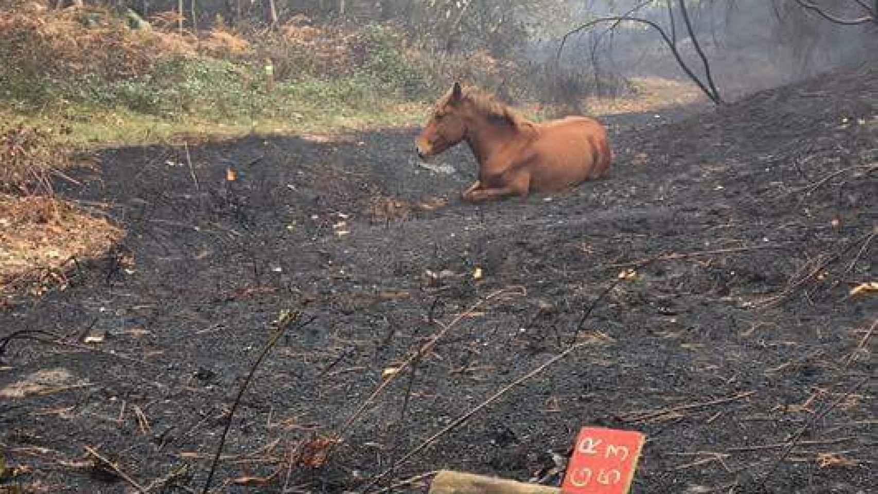 Un caballo salvaje desorientado en medio del monte, entre las cenizas de los incendios.