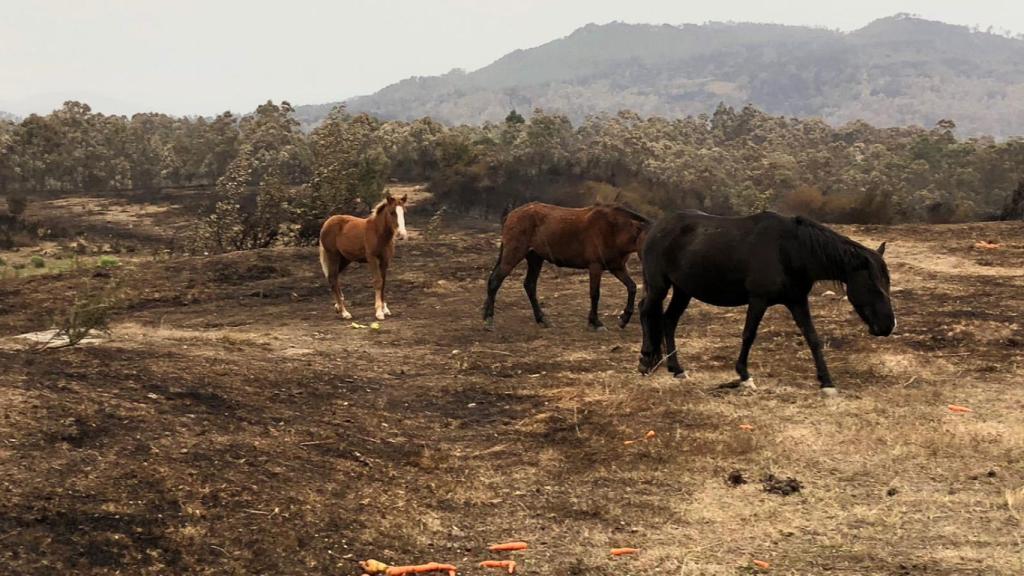 Caballos abandonados tras los incendios.