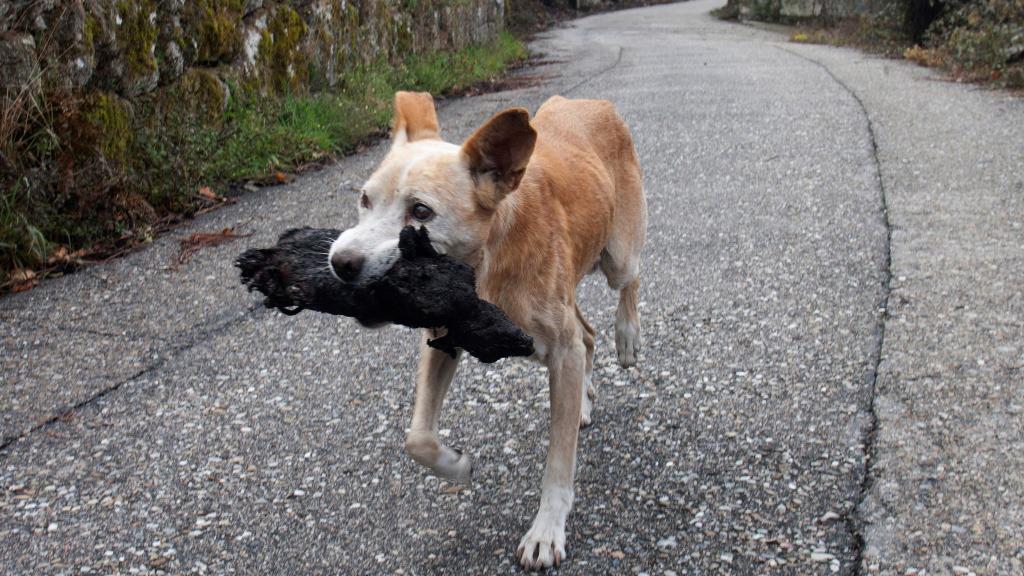 Una perrita con su cría calcinada huye del fuego en Chandebrito.