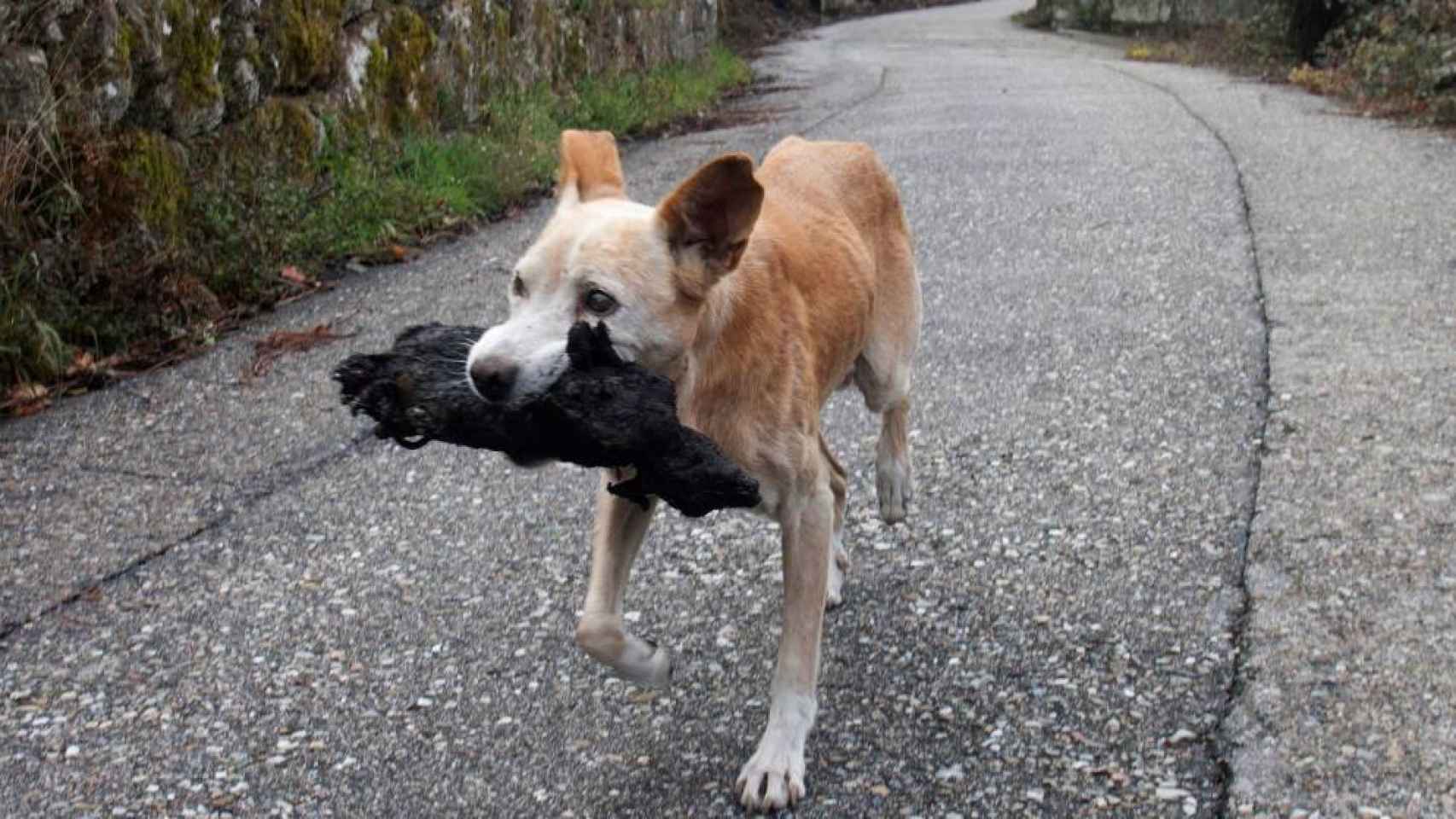 Una perra lleva a cuestas su cría calcinada durante los incendios de Galicia