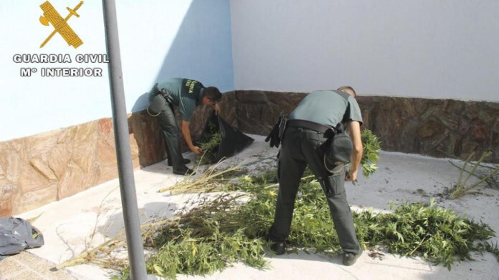 Avila-marihuana-plantas