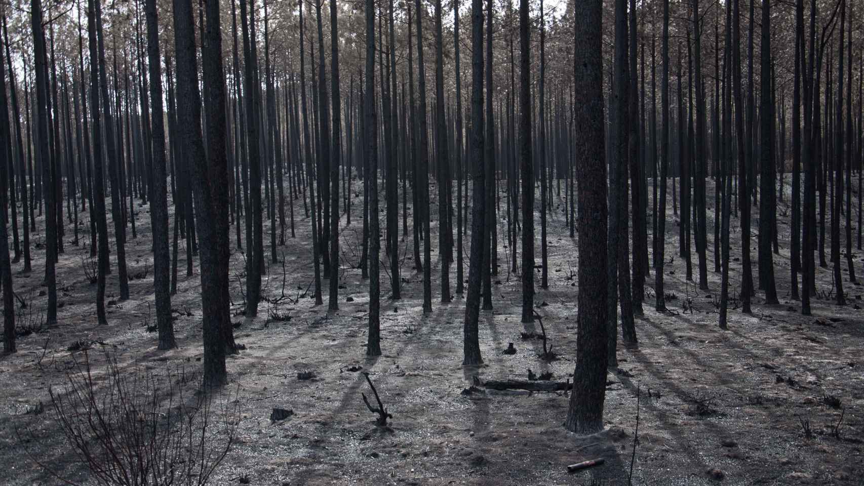 Ardieron 9.500 de las 11.000 hectáreas del pinar.