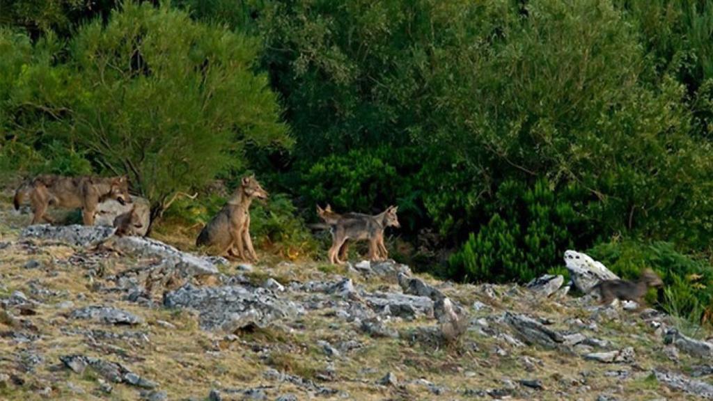 zamora-lobo-ecologistas-medida-control