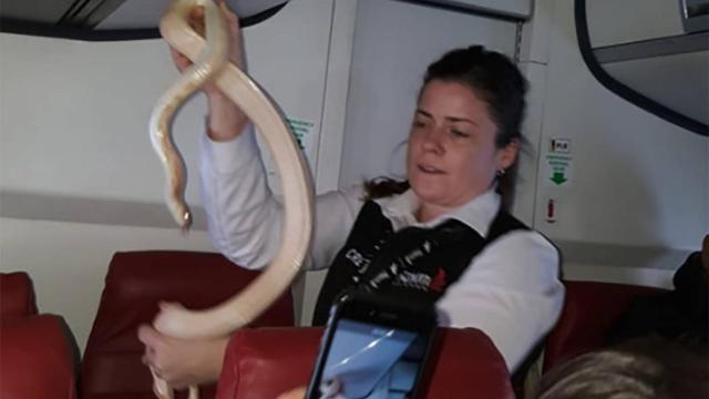 Una azafata trata de reducir una serpiente en el vuelo.