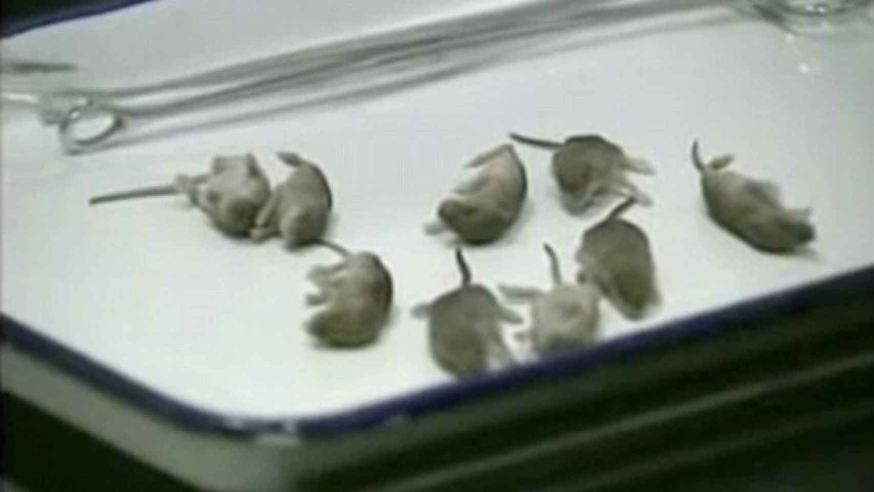Ratones descubiertos en un avión en pleno vuelo.