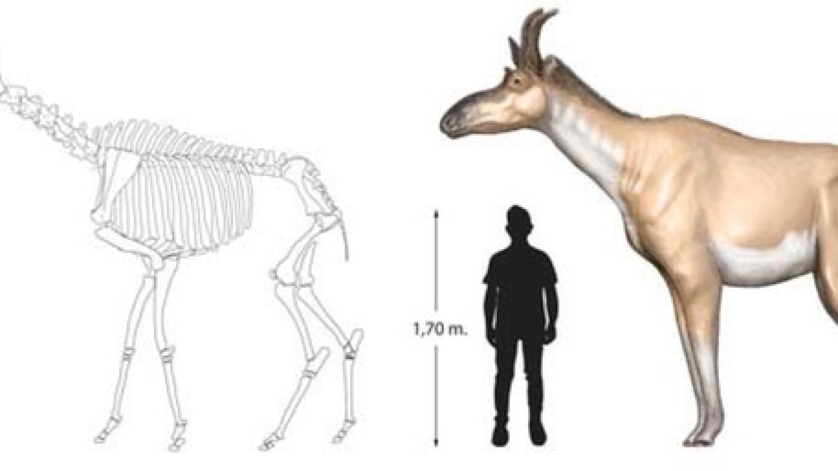 Relación de tamaño entre D. rex y humano