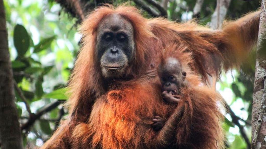 Orangután de Tapanuli y cría.