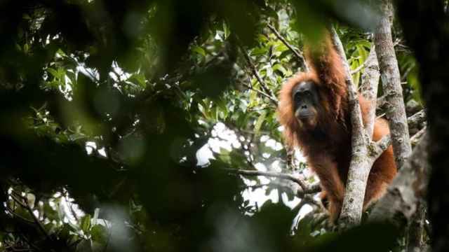 Un orangután de Tapanuli.