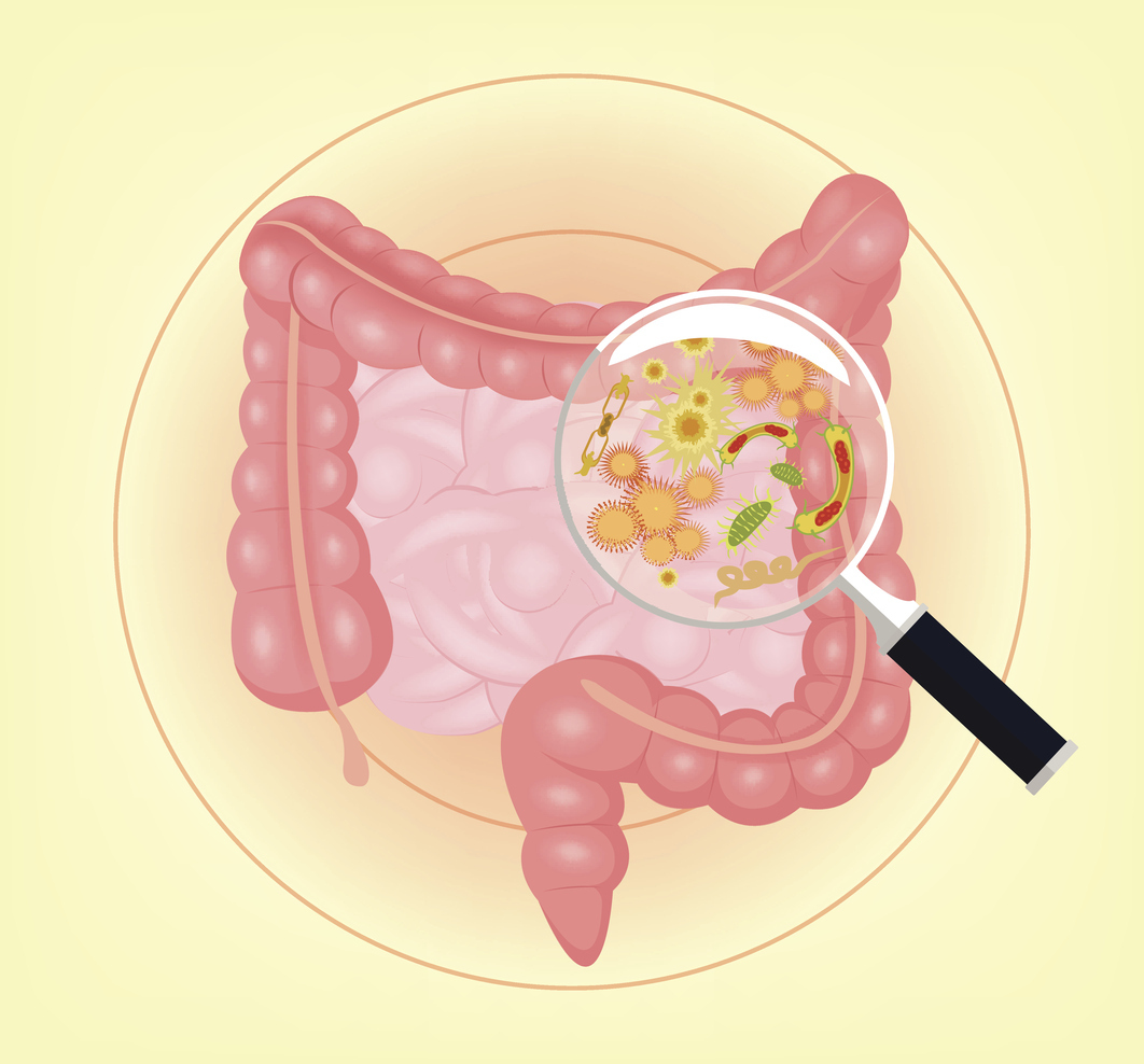 Vector intestines  with bacteria, germs and magnifier