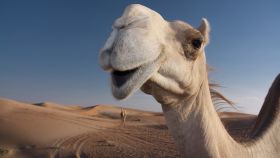 ¿Cuánto vale tu pareja en camellos?