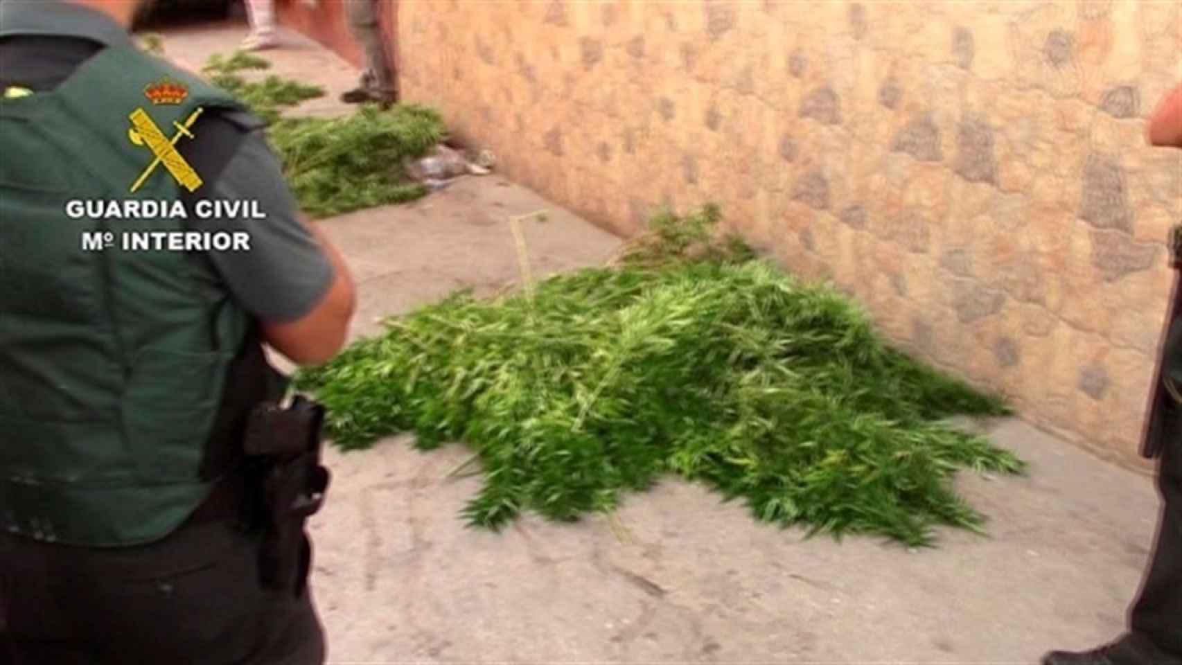 La Guardia Civil requisa más de 4000 plantas de marihuana.