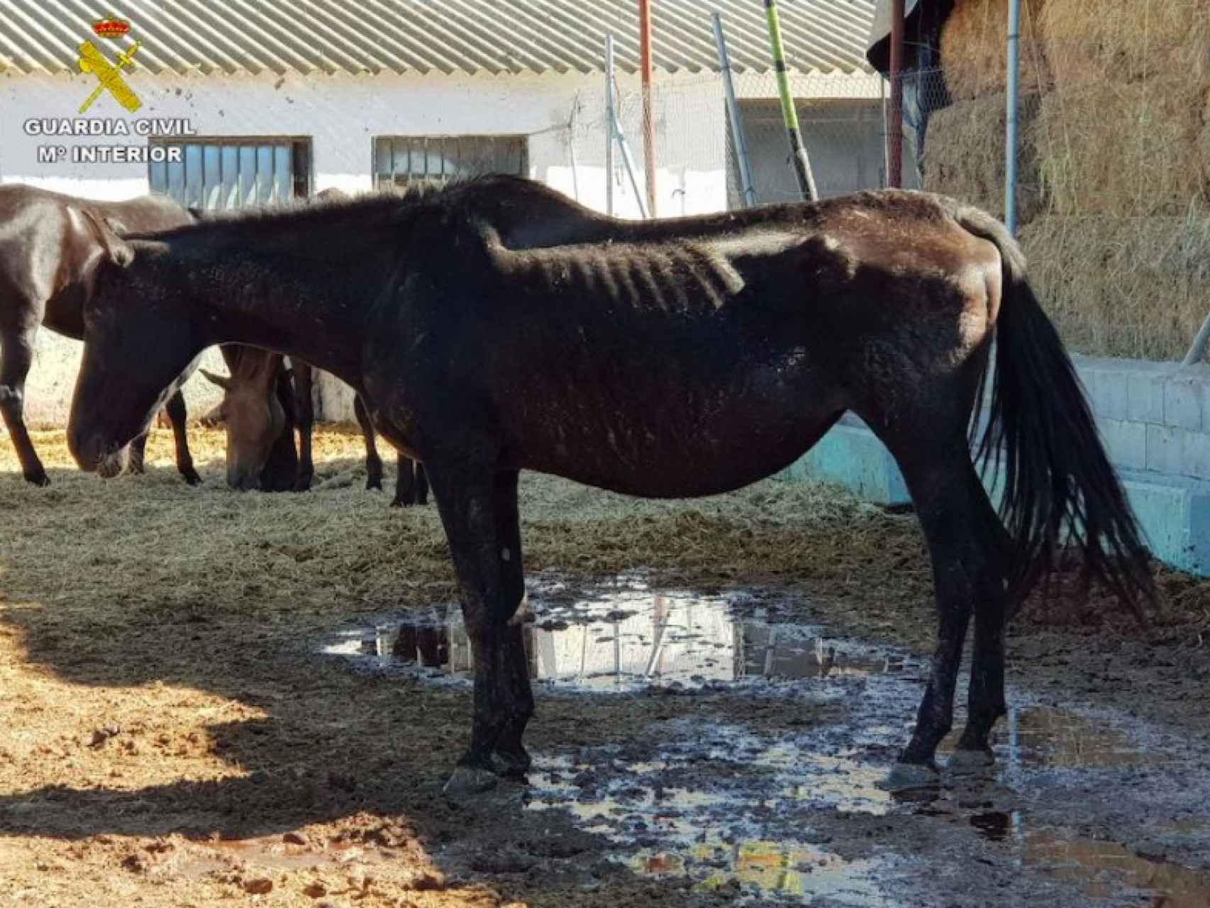 Uno de los caballos desnutridos que han sido encontrados en la granja desmantelada