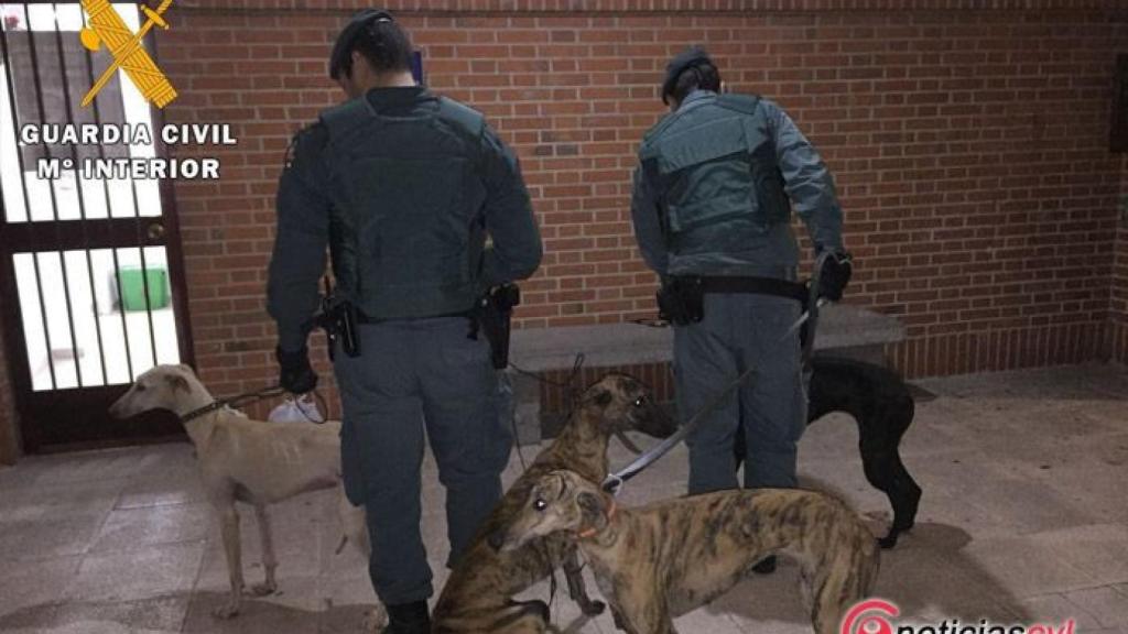 Avila-guardia-civil-galgos