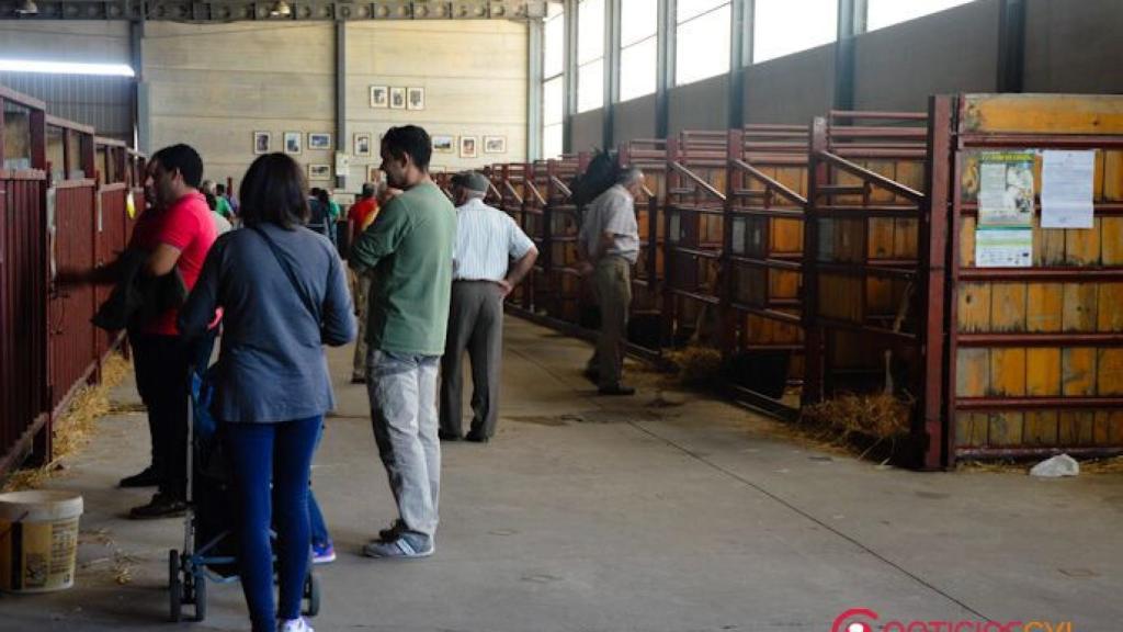 feria-del-caballo-2016-ciudad-rodrigo-68