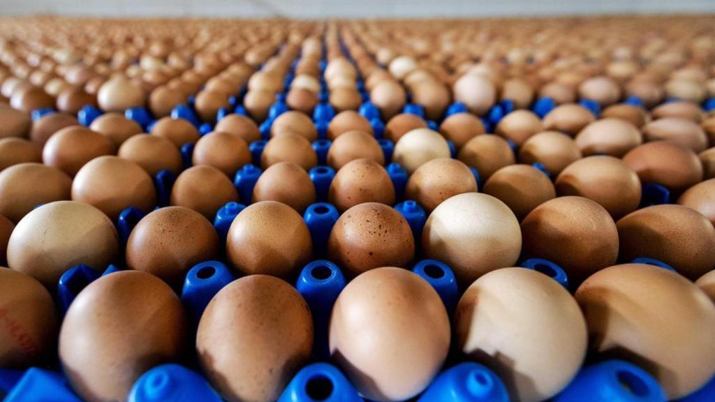 La crisis de fipronil se saldó con más de 600 granjas cerradas en toda europa