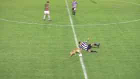 Momento en el que el perro derriba a Marcos Sánchez, jugador del Central Córdoba.
