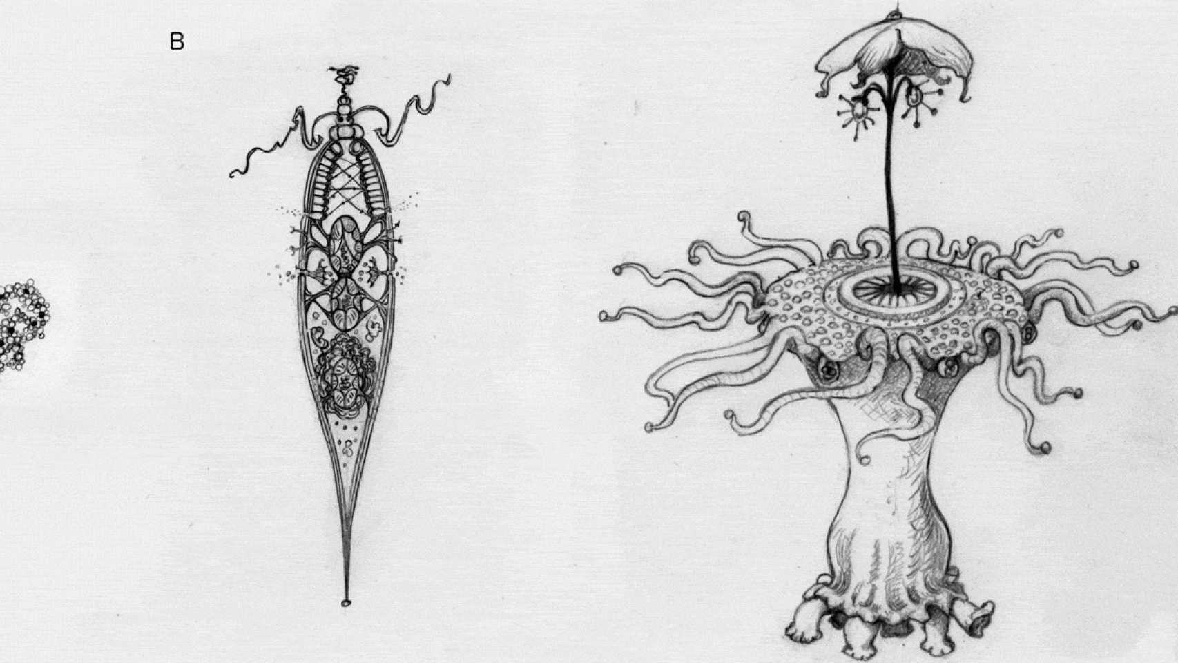 La hipótesis de la evolución del octomita.