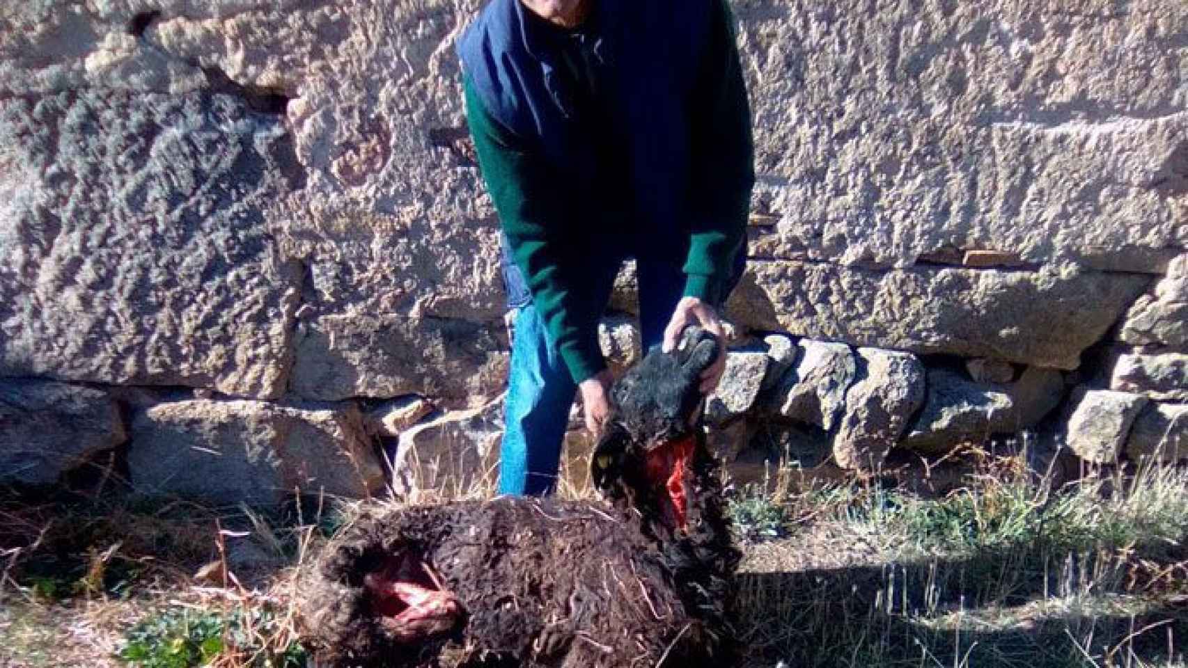 Un ganadero retira una oveja muerta tras el ataque sufrido por un lobo