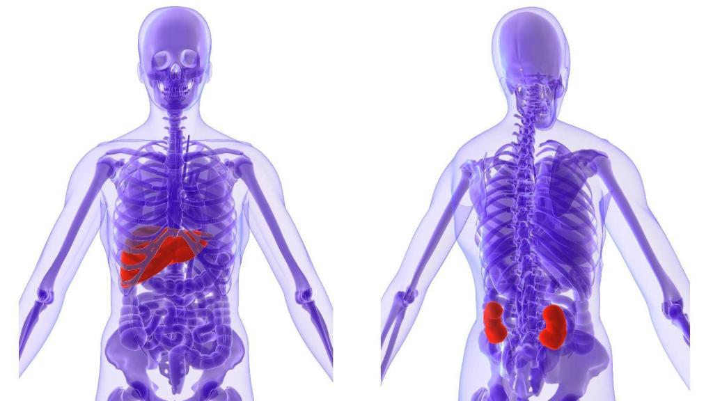La localización tanto del hígado como de los riñones.