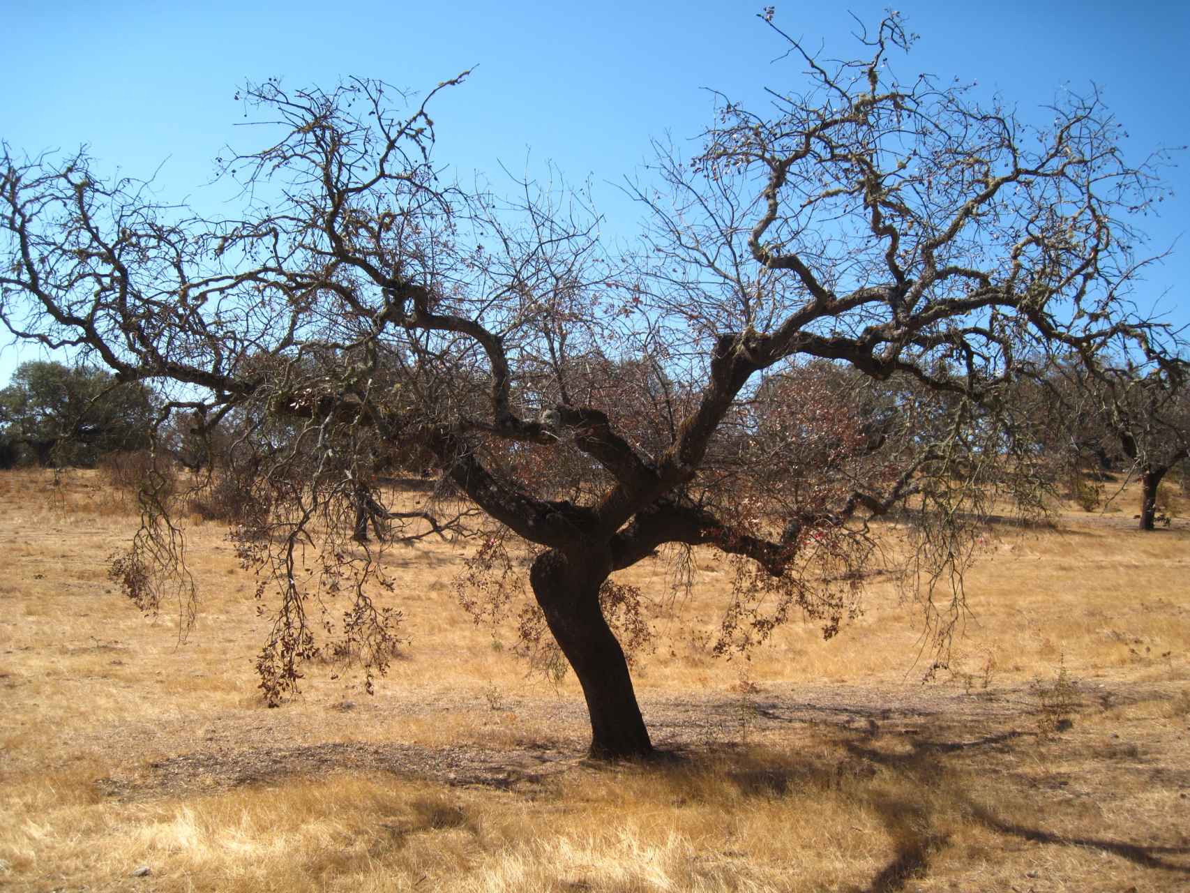 Una encina afectada por la seca en la comarca del Andévalo (Huelva).