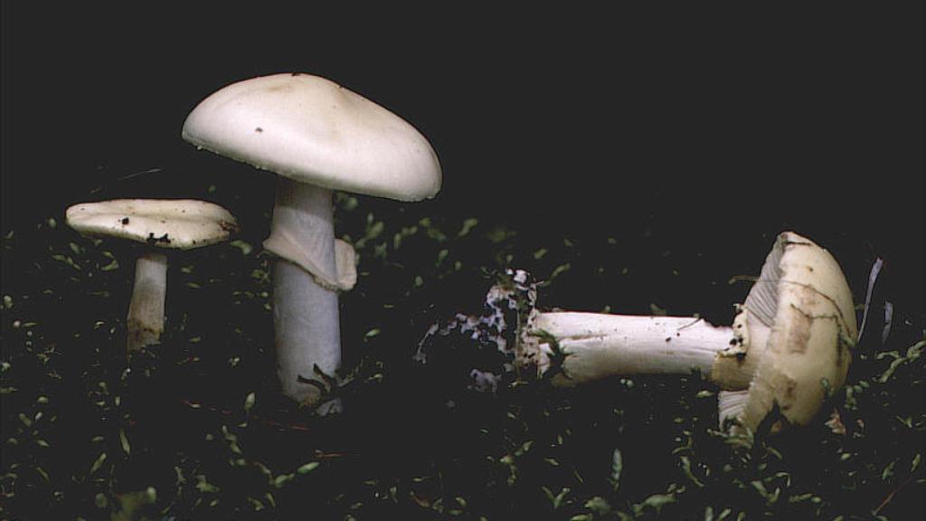 Amanita verna