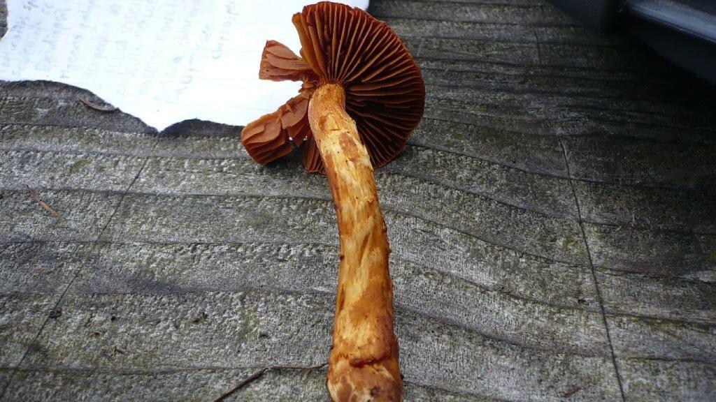 Cortinarius speciosissimus