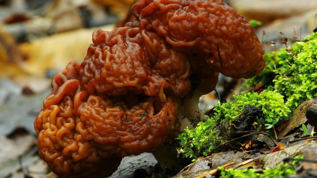 Gyromitra esculenta