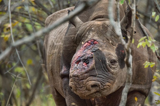 rinoceronte herido cuerno