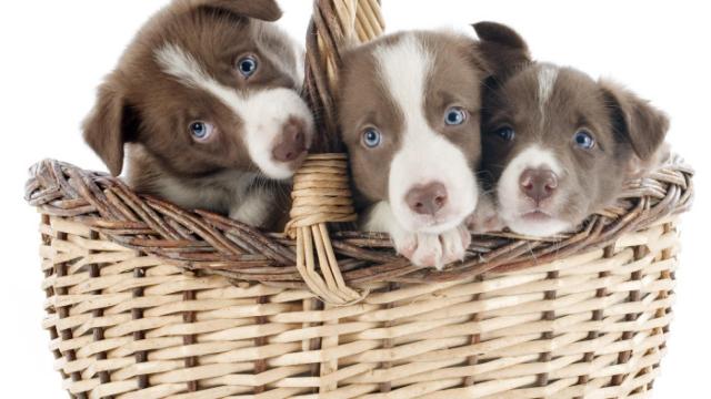 Cachorros que serán vacunados  si sus dueños son listos.