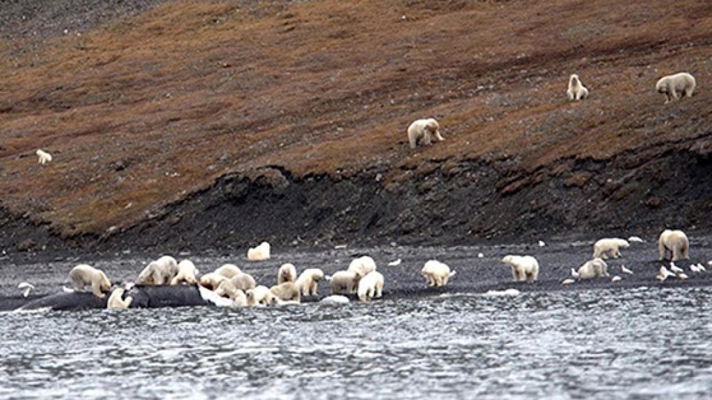 Los osos sobre el cadáver de la ballena.