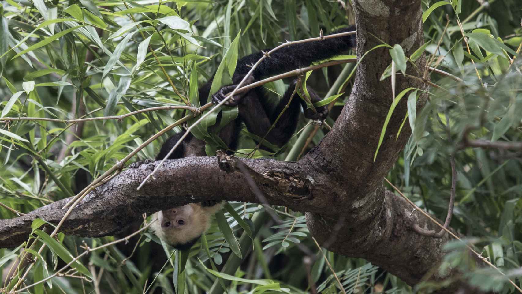 La flora y la fauna, entre la que se encuentra el mono Capuchino, abunda en el curso del río Tempiche